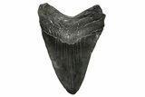 Fossil Megalodon Tooth - South Carolina #383646-1